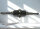 Art-Déco-Stabbrosche aus 800er Silber mit Onyx & Markasit – um 1920