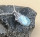 Karibischer Larimar Oktopuss Anhänger an Silberkette 925 Silber